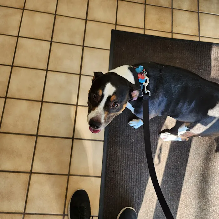 Marblehead Animal Hospital Picture 2