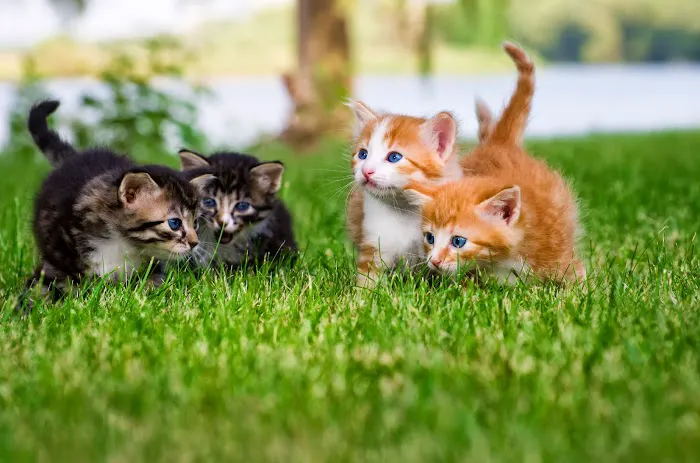 Carolina Veterinary Specialists Greensboro Picture 1