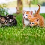 Carolina Veterinary Specialists Greensboro