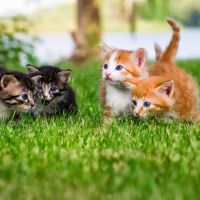 Carolina Veterinary Specialists Greensboro ico