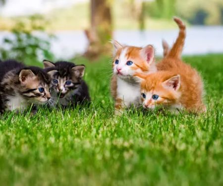 Carolina Veterinary Specialists Greensboro