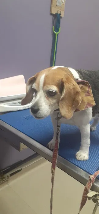 Carolina Veterinary Specialists Greensboro Picture 10