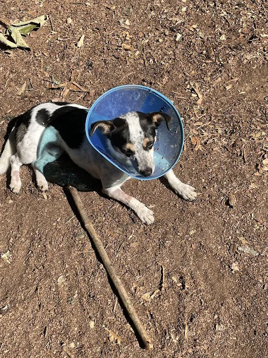 Carolina Veterinary Specialists Greensboro Picture 6