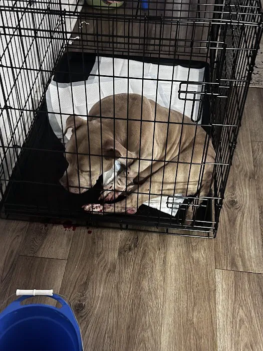 Carolina Veterinary Specialists Greensboro Picture 7