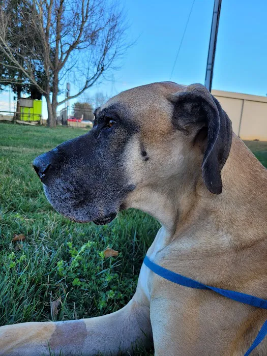 Carolina Veterinary Specialists Greensboro Picture 5