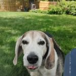 Guilford-Jamestown Veterinary Hospital