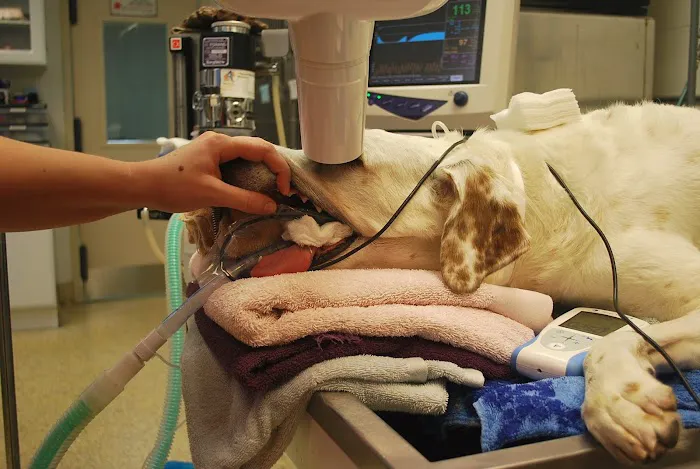 Guilford-Jamestown Veterinary Hospital Picture 7