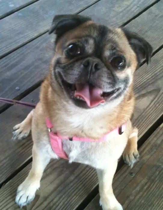 Guilford-Jamestown Veterinary Hospital Picture 10