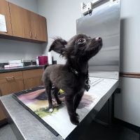 Clemmons Veterinary Clinic ico