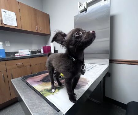 Clemmons Veterinary Clinic