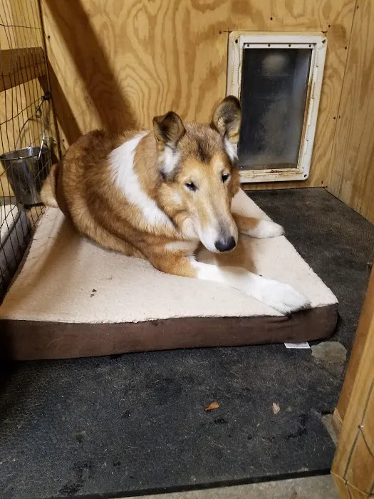 Clemmons Veterinary Clinic Picture 4