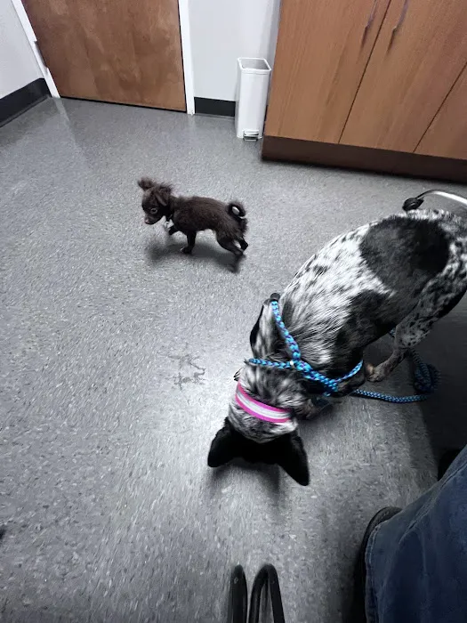Clemmons Veterinary Clinic Picture 5
