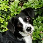 Village Way Veterinary