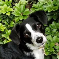 Village Way Veterinary ico