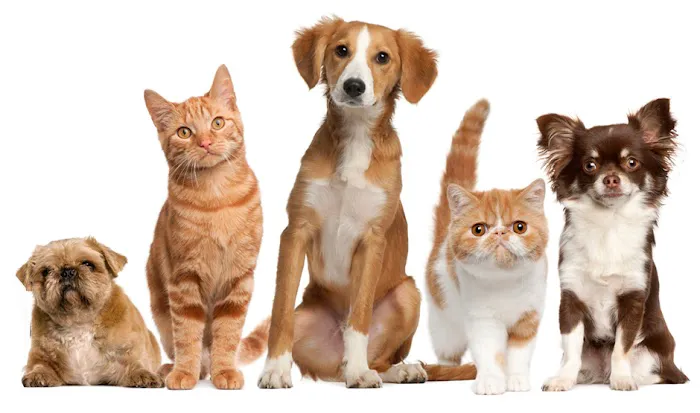 Village Way Veterinary Picture 6