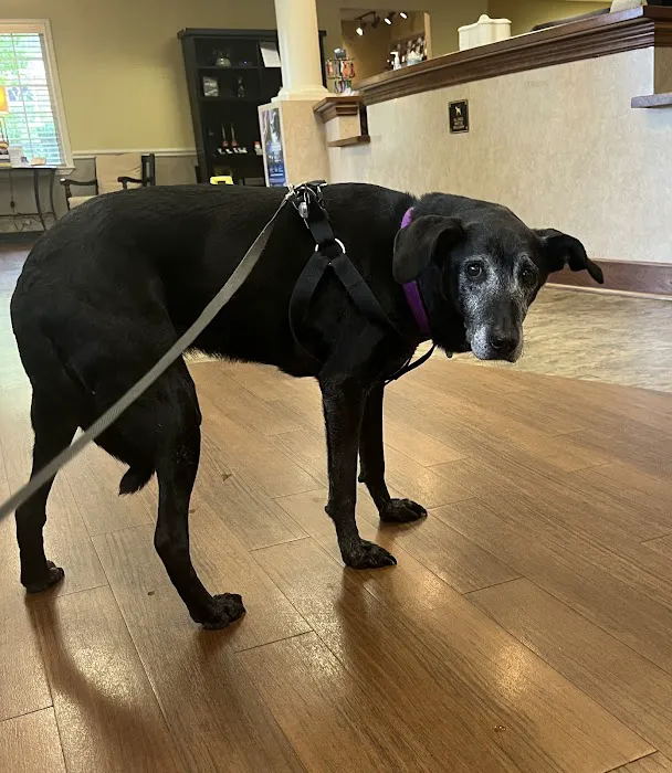 Village Way Veterinary Picture 9