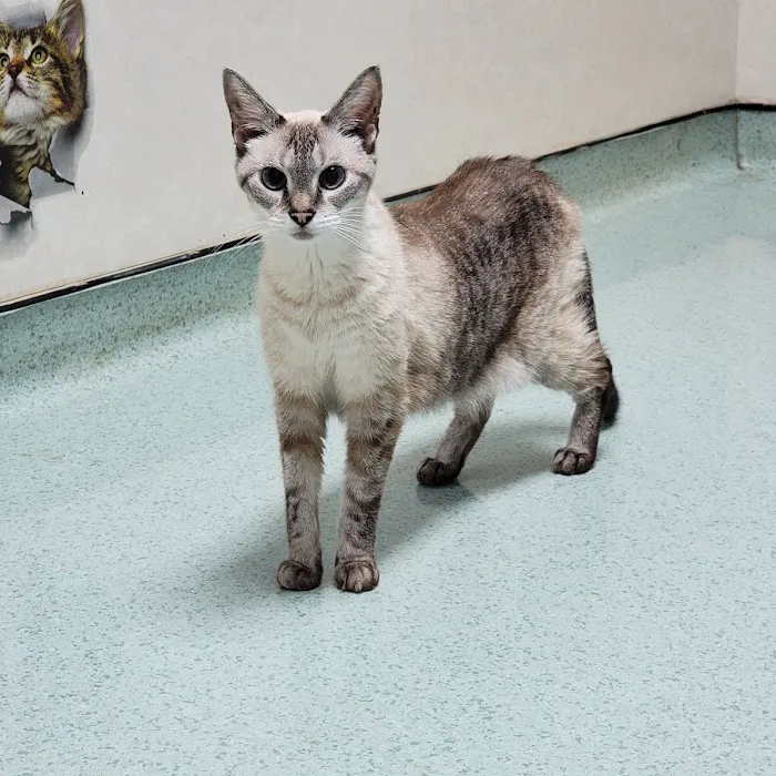Animal Hospital of Clemmons Picture 7