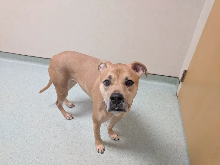 Animal Hospital of Clemmons Picture 5