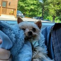 Animal Ark Veterinary Hospital ico