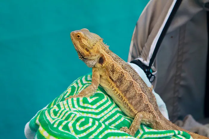 Animal Ark Veterinary Hospital Picture 10