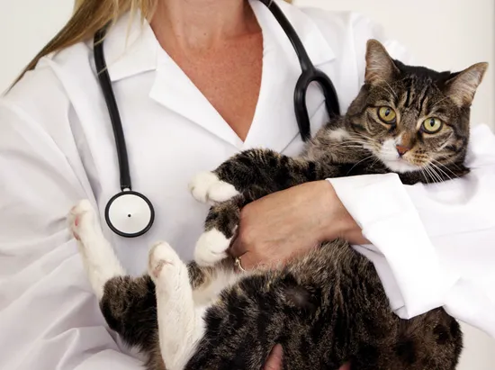 Animal Hospital of East Davie, P.C. Picture 9