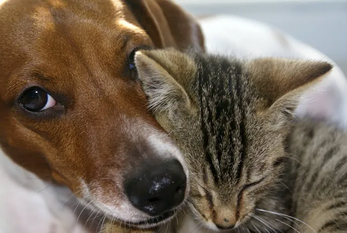 Hillsdale Animal Hospital Picture 5