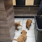 Hillsdale Animal Hospital