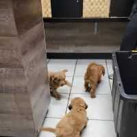 Hillsdale Animal Hospital ico