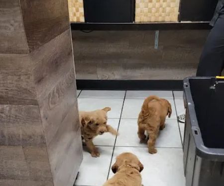Hillsdale Animal Hospital