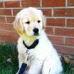 Hillsdale Animal Hospital - Violet Kirk, DVM