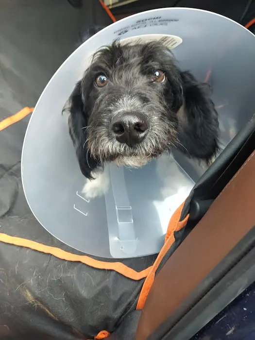Wilkes Veterinary Hospital Picture 4