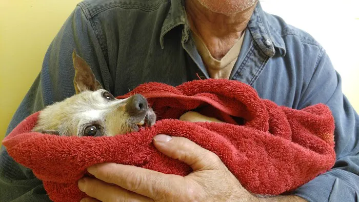 Wilkes Veterinary Hospital Picture 5