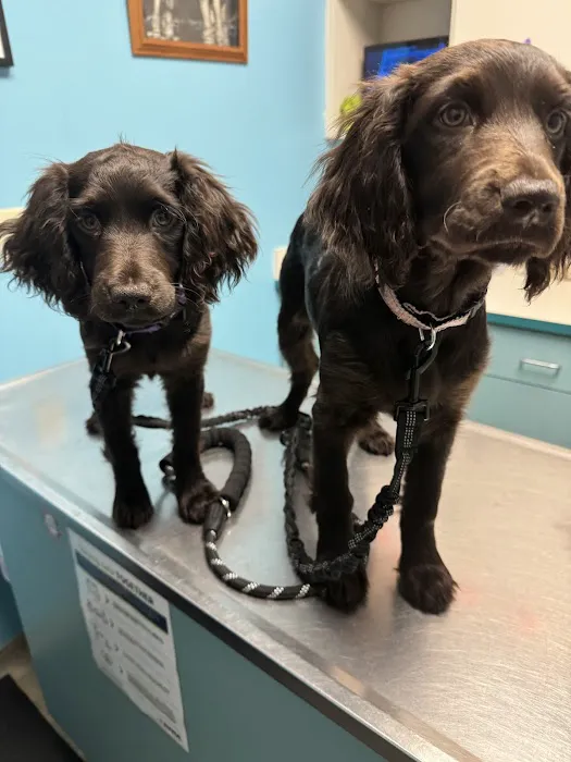 Wilkes Veterinary Hospital Picture 10