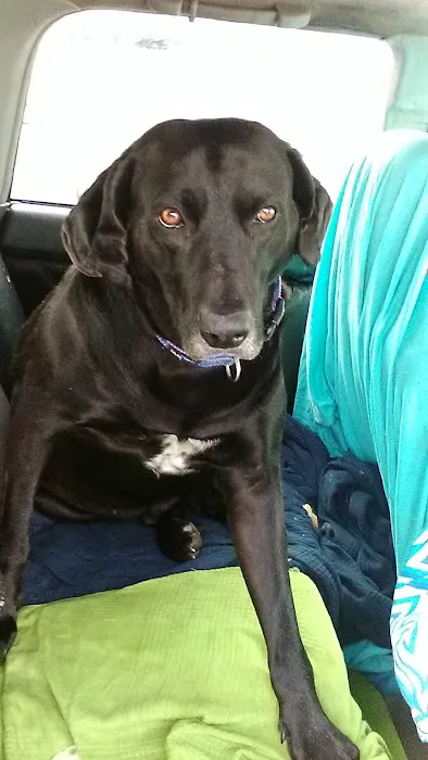 Jessee Animal Clinic Picture 1