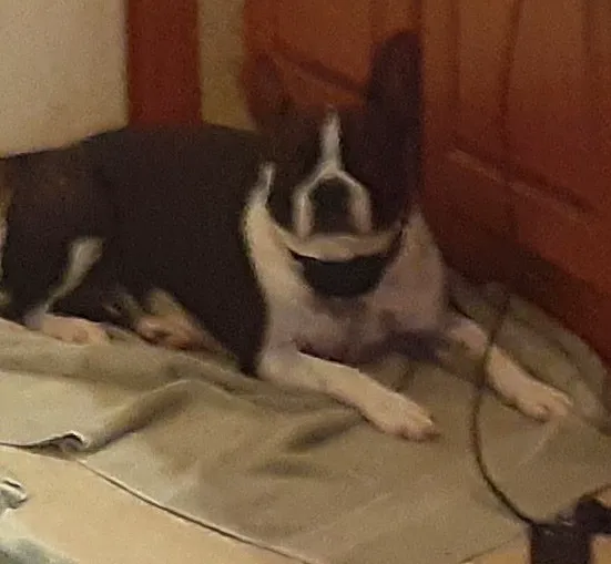 Beamer Rebecca C DVM Picture 7