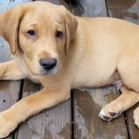 Community Animal Clinic, Inc. ico