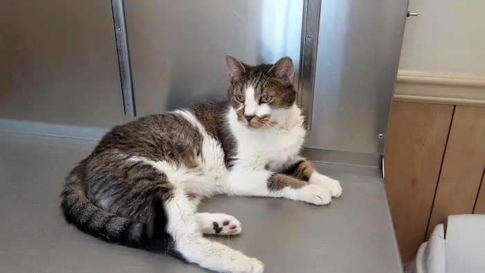 Community Animal Clinic, Inc. Picture 4