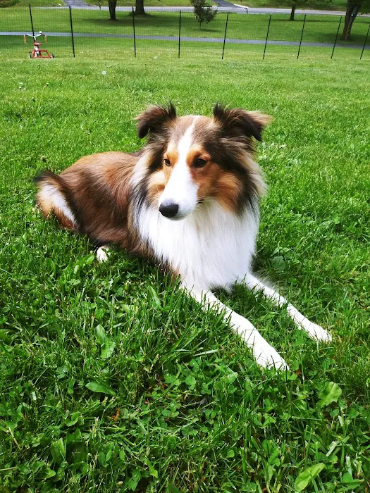 Community Animal Clinic, Inc. Picture 7