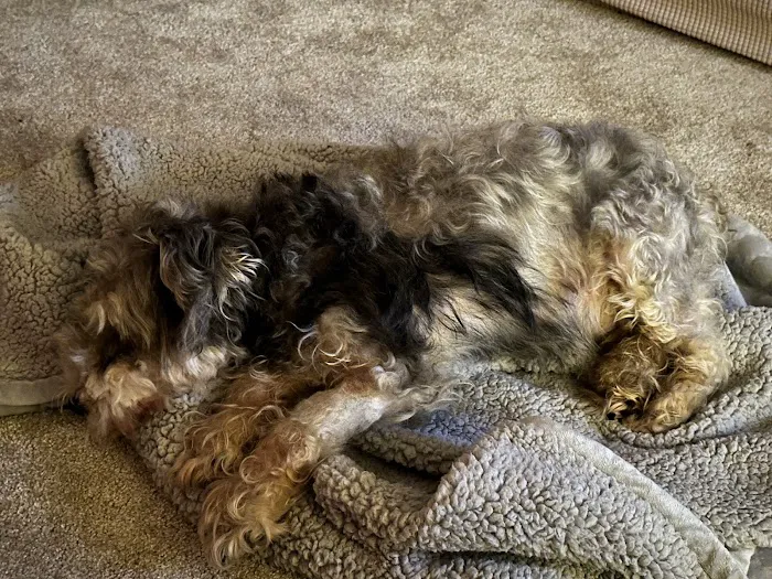 Community Animal Clinic, Inc. Picture 9