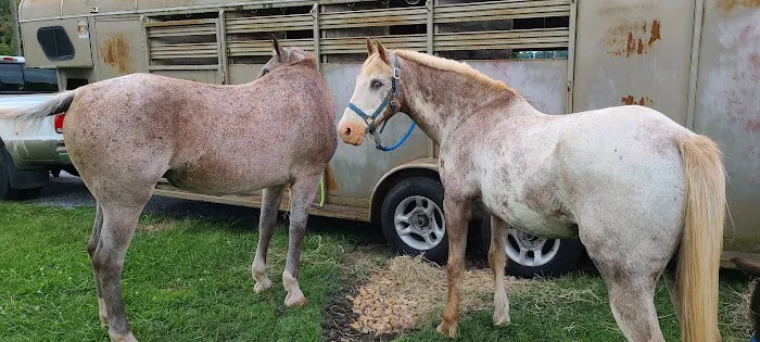 Wythe County Animal Clinic Picture 1