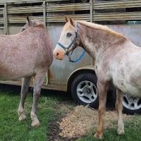 Wythe County Animal Clinic ico