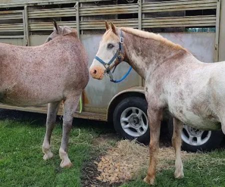 Wythe County Animal Clinic