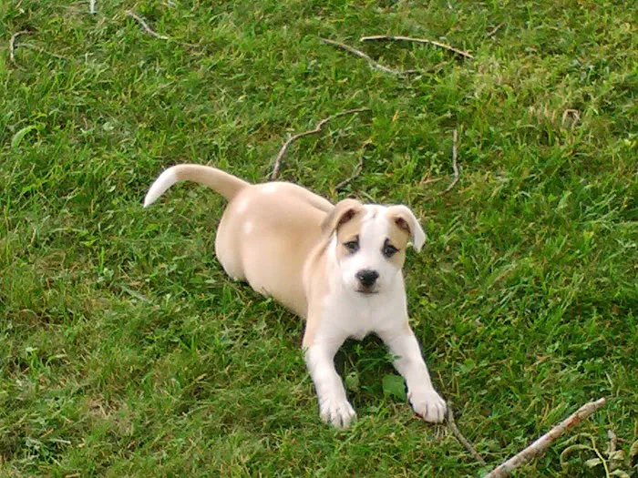 Wythe County Animal Clinic Picture 7