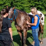 North Iredell Animal Hospital