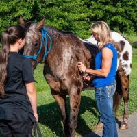 North Iredell Animal Hospital ico
