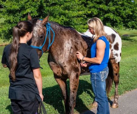 North Iredell Animal Hospital