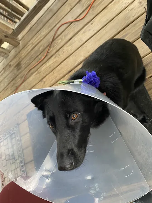 North Iredell Animal Hospital Picture 3