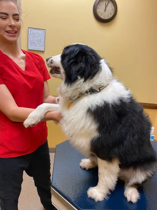 North Iredell Animal Hospital Picture 5