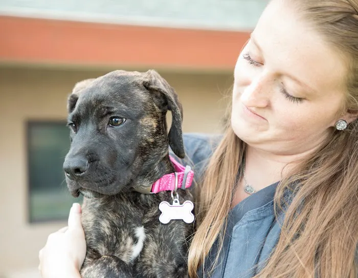 Animal Hospital of Statesville Picture 9