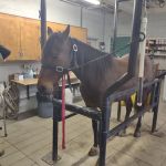 Statesville Bovine & Equine: Blackwelder J T DVM